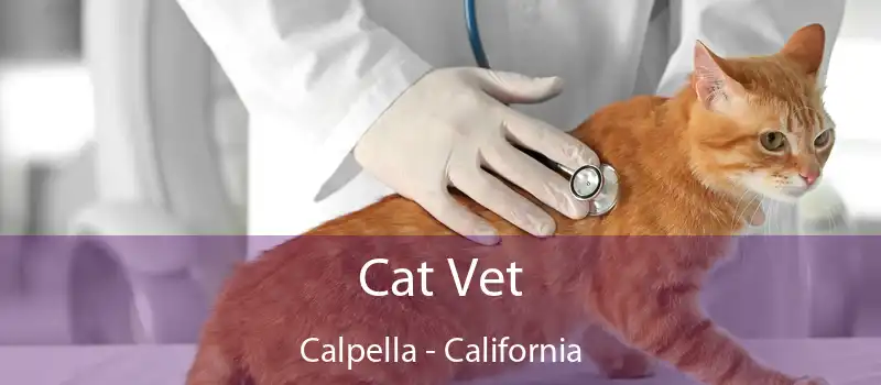 Cat Vet Calpella - California