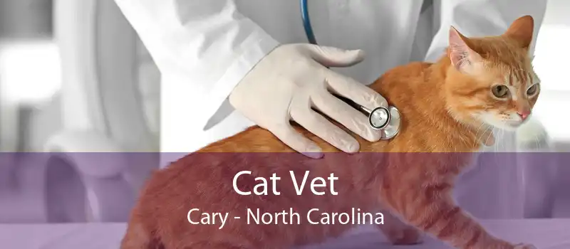 Cat Vet Cary - North Carolina