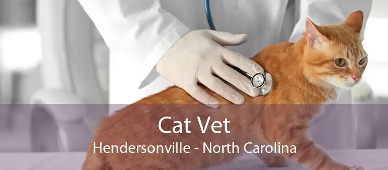Cat Vet Hendersonville - North Carolina