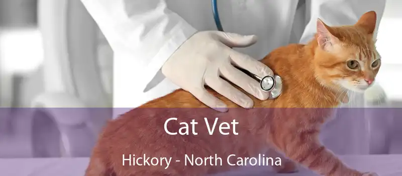 Cat Vet Hickory - North Carolina