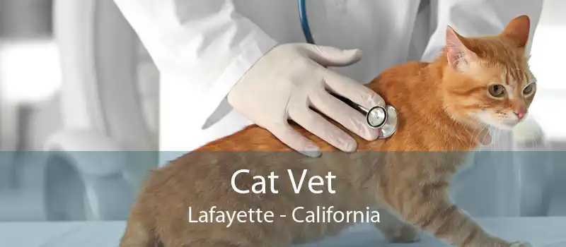 Cat Vet Lafayette - California