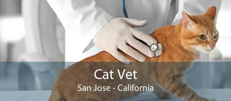 Cat Vet San Jose - California