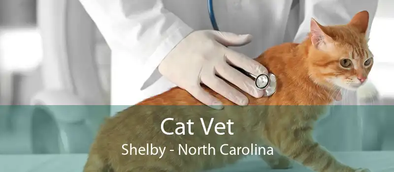 Cat Vet Shelby - North Carolina