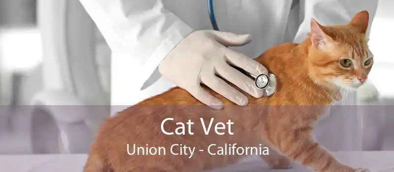 Cat Vet Union City - California