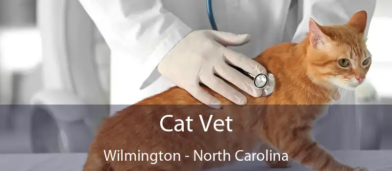 Cat Vet Wilmington - North Carolina