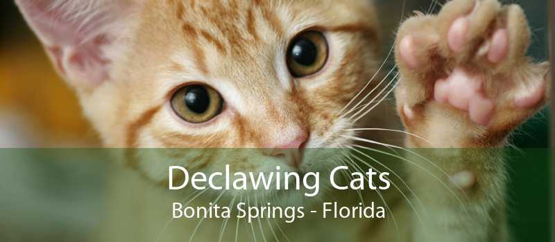 Declawing Cats Bonita Springs Cat Laser Declawing Bonita Springs