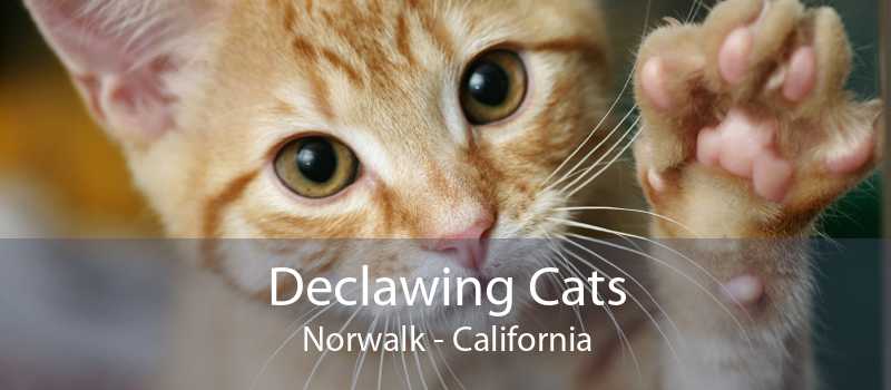 Declawing Cats Norwalk Cat Laser Declawing Norwalk