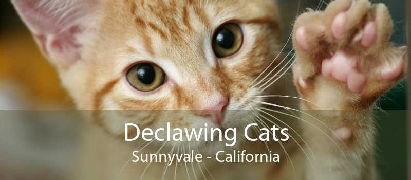 Declawing Cats Sunnyvale Cat Laser Declawing Sunnyvale