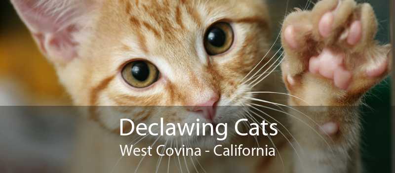 Declawing Cats West Covina Cat Laser Declawing West Covina