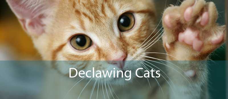 Declawing Cats Cat Laser Declawing
