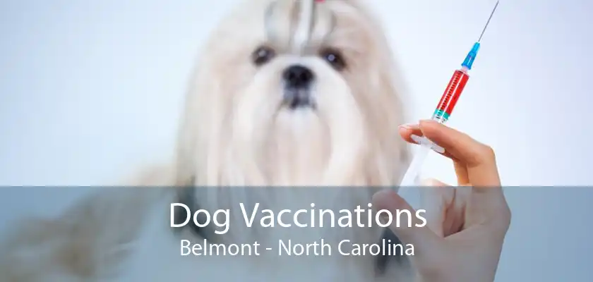Dog Vaccinations Belmont - North Carolina