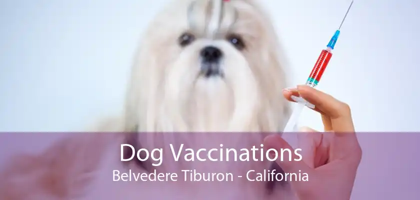 Dog Vaccinations Belvedere Tiburon - California