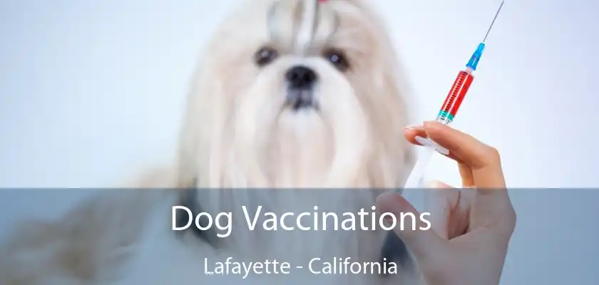 Dog Vaccinations Lafayette - California