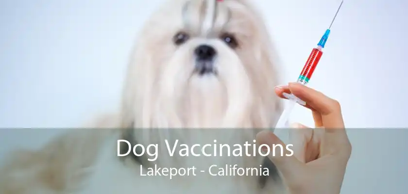 Dog Vaccinations Lakeport - California