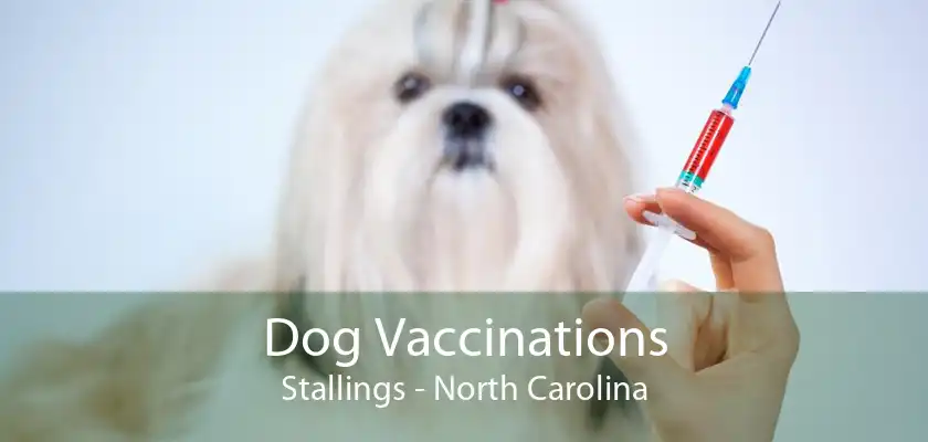 Dog Vaccinations Stallings - North Carolina