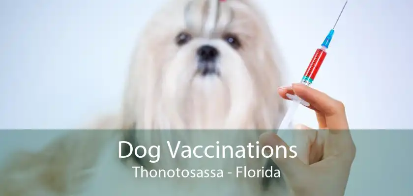 Dog Vaccinations Thonotosassa - Florida