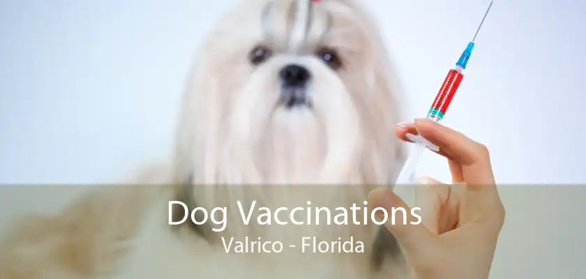 Dog Vaccinations Valrico - Florida
