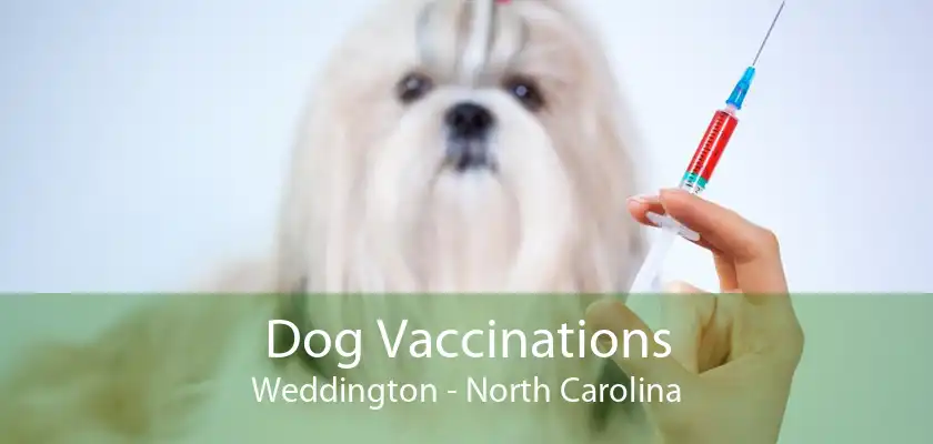 Dog Vaccinations Weddington - North Carolina