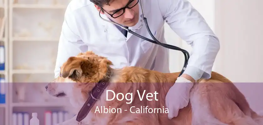 Dog Vet Albion - California