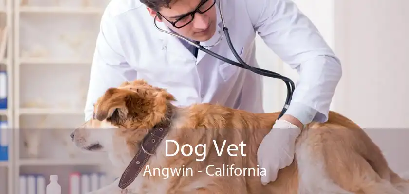 Dog Vet Angwin - California