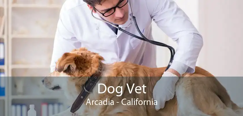 Dog Vet Arcadia - California