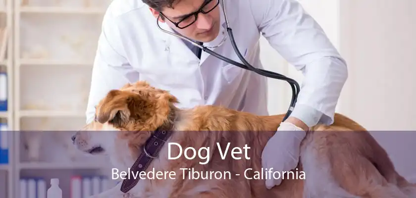 Dog Vet Belvedere Tiburon - California