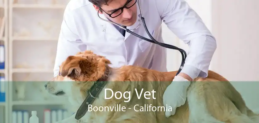 Dog Vet Boonville - California