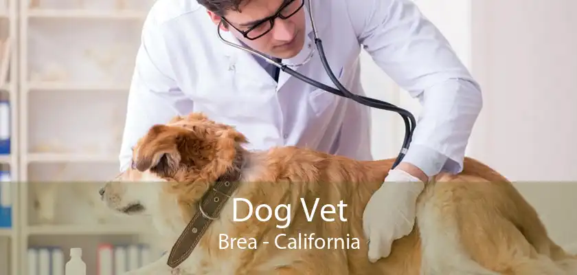 Dog Vet Brea - California