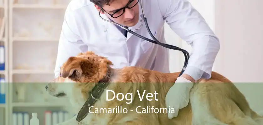 Dog Vet Camarillo - California