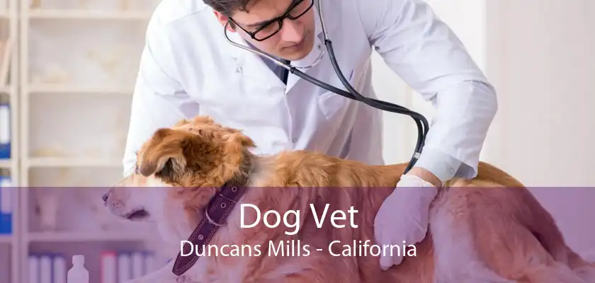 Dog Vet Duncans Mills - California