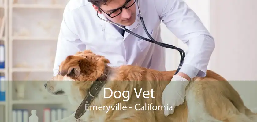 Dog Vet Emeryville - California