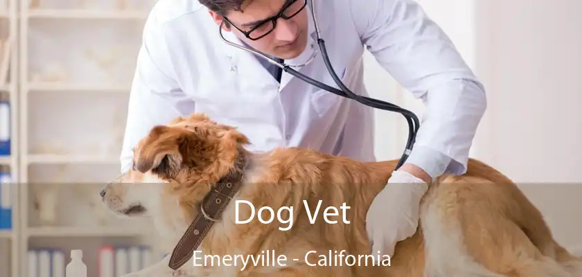 Dog Vet Emeryville - California