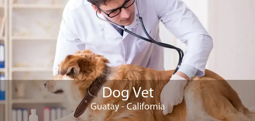 Dog Vet Guatay - California