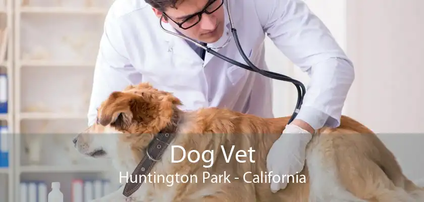 Dog Vet Huntington Park - California