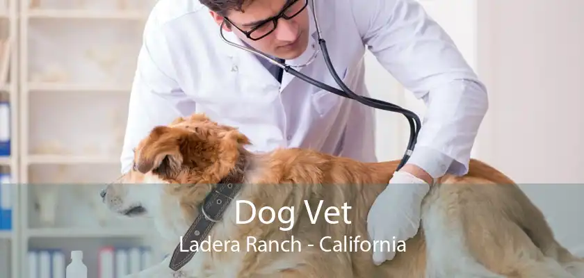 Dog Vet Ladera Ranch - California