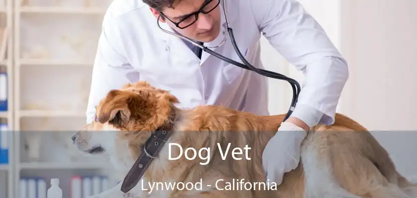 Dog Vet Lynwood - California