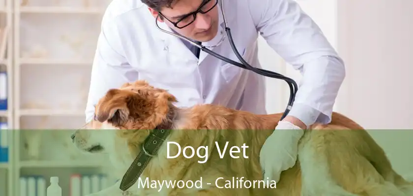 Dog Vet Maywood - California