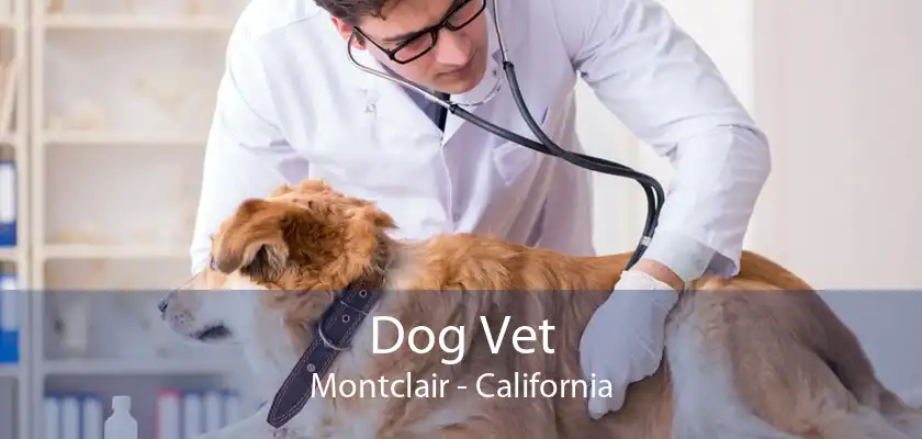 Dog Vet Montclair - California