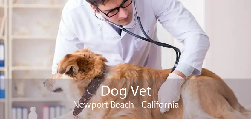 Dog Vet Newport Beach - California