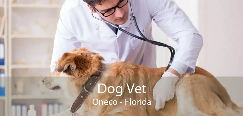 Dog Vet Oneco - Florida