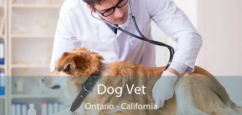 Dog Vet Ontario - California