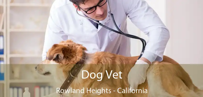 Dog Vet Rowland Heights - California