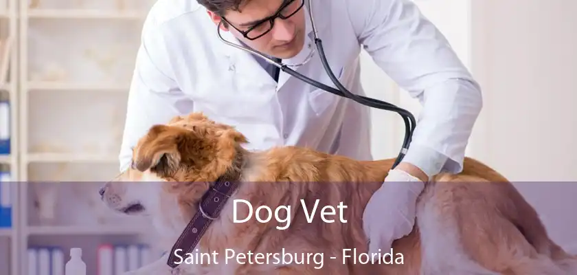 Dog Vet Saint Petersburg - Florida