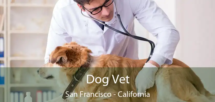 Dog Vet San Francisco - California