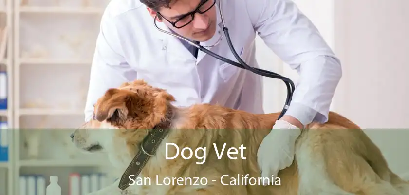 Dog Vet San Lorenzo - California