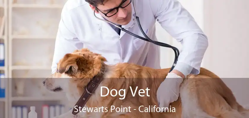 Dog Vet Stewarts Point - California