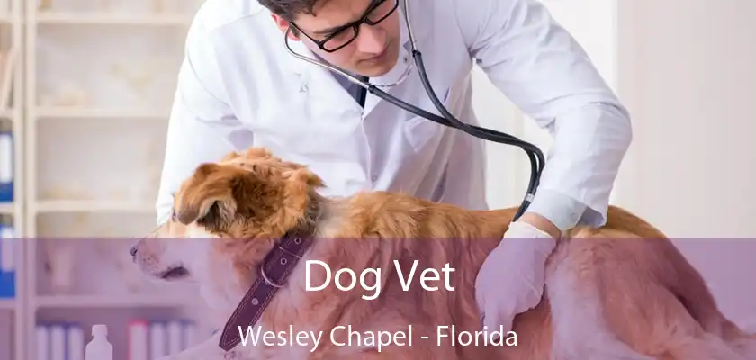 Dog Vet Wesley Chapel - Florida