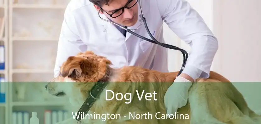 Dog Vet Wilmington - North Carolina