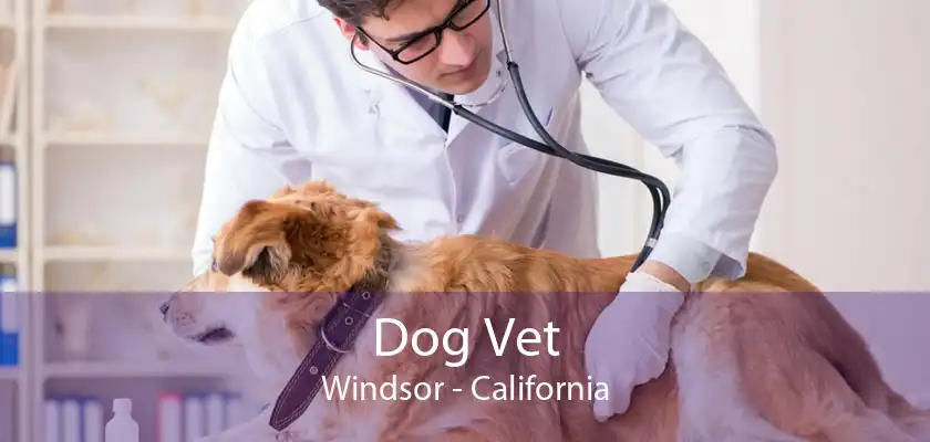 Dog Vet Windsor - California