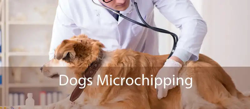 Dogs Microchipping 